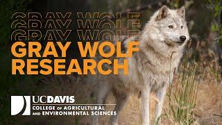 Gray Wolf Research