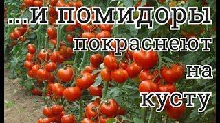 КАК УСКОРИТЬ СОЗРЕВАНИЕ И ПОКРАСНЕНИЕ ТОМАТОВ НА КУСТУ  СЕКРЕТНЫЙ МЕТОД