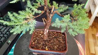 Juniper chinensis stricta