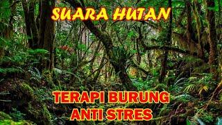 3 jam terapi burung anti stres suara hutan suara burung di alam liar dan suara air mengalir