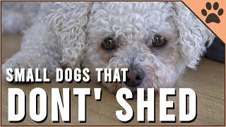 Top 10 Small Dog Breeds That Don't Shed