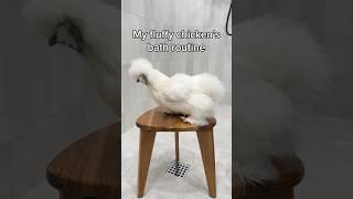 My Fluffy Chicken’s Bath Routine 🫧