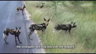 Wild dogs vs leopard