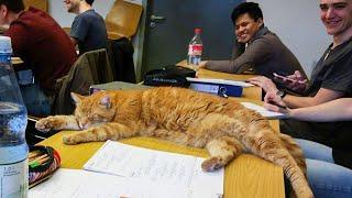 This cat came to campus EVERY DAY for 15 years. Students called him Professor Meow!