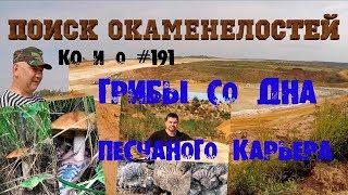 ПОИСК ОКАМЕНЕЛОСТЕЙ И НА ПЕСКЕ РАСТУТ ГРИБЫ СЕНТЯБРЬ 2017 SEARCH FOR FOSSILS