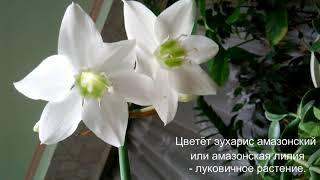 Эухарис или амазонская лилия - пересадка, уход, размножение.//Eucharis or Amazonian lily//