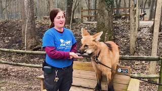 Lucky the Maned Wolf Going On a Walk with Keeper Rachel