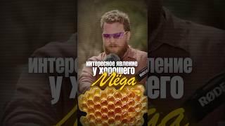 Ваш мёд не от пчел!