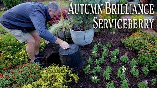 Autumn Brilliance Serviceberry - Four Season Native Tree