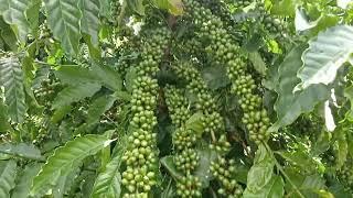 Canh tác cà phê bền vững nên đi Theo hướng hữu cơ Sinh học hay hóa học