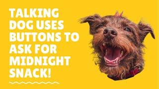 Talking Terrier Uses Buttons to Ask for Midnight Snack! #shorts