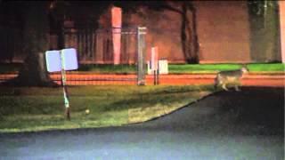 Coyotes spotted outside WGN-TV