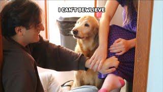 Jealous Golden Retriever Wants Attention! | Jealous Dog Reaction