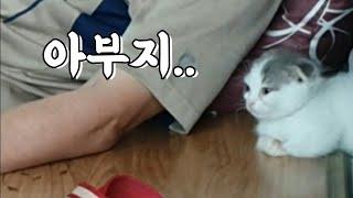 아빠와 고양이의 첫 만남 ! First meeting of father and cat