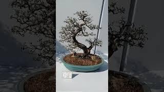 Cafe bonsai video 1. Lingnan bonsai style!! #art #bonsai #shorts #lingnanbonsai