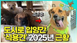5년 전, 인천의 한 불법 개농장에서 구조되었던 벤. 세나개 출연 후 지금은 도시에서 살고 있다는데…2025년 최신 근황│#왜그러냥귀엽개