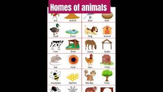 Animals and Their Homes| homes of animals #animals #home #shortsvideo