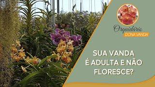 Sua Vanda é adulta e não floresce? | Orquidário Dona Vanda