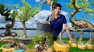 Cây cảnh 3/3 nhiều loại giá thanh lý rất dễ chơi - bonsai Tuấn Anh