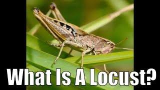 What is a locust?