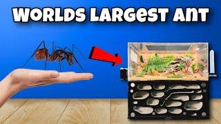 I Kept The Worlds Largest Ant as a Pet… And Most Expensive!