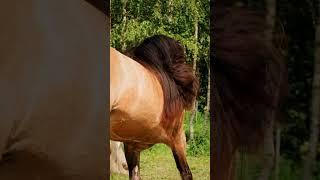 Hard Rock Hallelujah #gypsycob #тинкер #тинкеры #лошади #лошади #irishcob #gypsyvanner #tinker