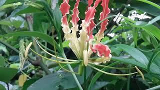 flame lily|Fire lily|Climbing lily|Glorasia lily|Creeping lily|Glorasia superba