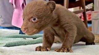 Lake Tahoe Wildife Care Takes In Two Tiny Bear Cubs