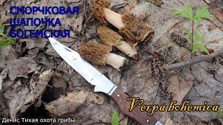 Сморчковая шапочка богемская | Verpa bohemica | ГРИБОТЕКА