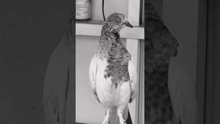 Kabutarbazi #pigeon