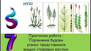 Практична робота : Порівняння будови різних представників вищих спорових рослин