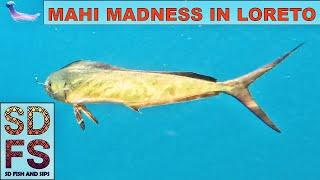 Mahi Madness Loreto | Solo Skiff Fishing Baja California Dorado & Yellowtail Allure Sportfishing BCS