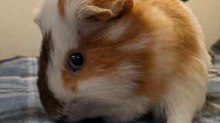 Happy Wheeking Guinea Pig