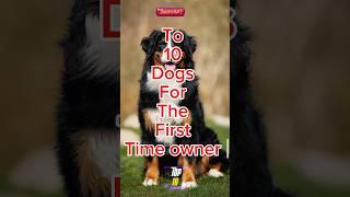 Top 10 Dog Breeds for First time owner #doglover #viralshorts