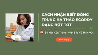 Cách nhận biết đông trùng hạ thảo dạng bột tốt|Đông trùng hạ thảo Ecordy viện Bảo vệ thực vật