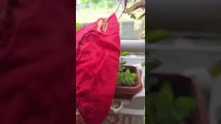 Why Tulsi Changes Color in Different Seasons 