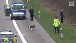 Hund auf A29 erschossen: Statement der Polizeiinspektion Oldenburg-Stadt/Ammerland