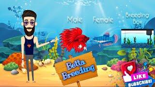 Betta Breeding-Short Animation |Fighter fish breeding