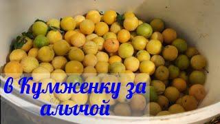 Летняя рыбалка и отдых на Дону  всегда непредсказуемые, поехали  за пеленгасом, а  привезли вот что.