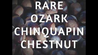 The Ozark Chinquapin Chestnut