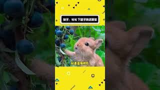 日子怎么可能和谁过都一样！#娱乐评论大赏 #小动物 #每日一笑 #小动物能有什么坏心思#shorts
