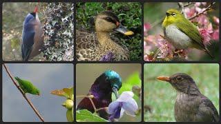 20 Beautiful Birds of Ooty| Birding in Nilgris