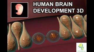 Human brain development in 3D: Brain Cortex