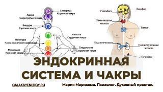 Связь эндокринной системы и чакр