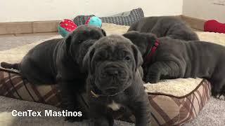 5 Week Old Neapolitan Mastiff Puppies