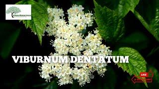 Viburnum Dentatum - TN NURSERY