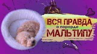 Вся правда о породе Мальтипу. Описание породы от кинолога.