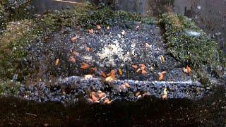 Orange springtails feeding on cereal