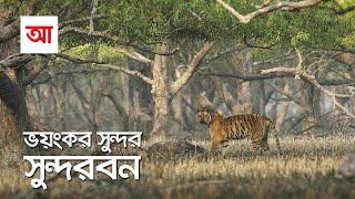 সুন্দর ভয়ংকর সুন্দরবন | সবচেয়ে বড় ম্যানগ্রোভ বন | আদ্যোপান্ত | Largest Mangrove Forest Sundarbans