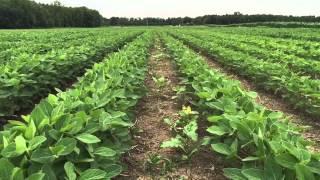 Farm Boy Reef Soy  bean feilds on nash creek farms